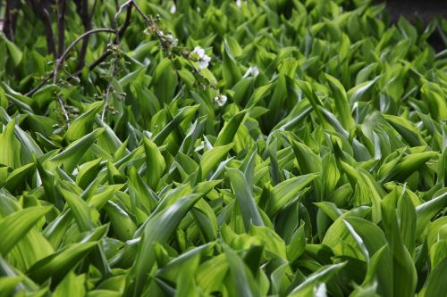 green grass lilies of the valley spring