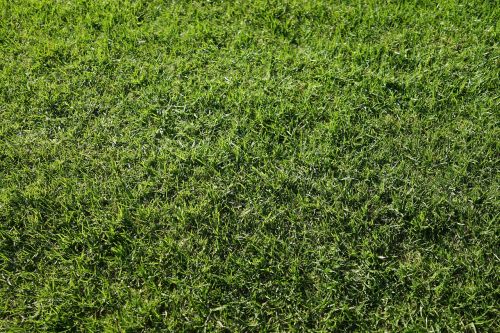 green grass abstract background