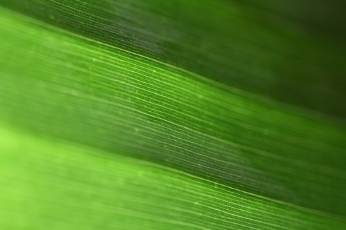 green grass  detail  macro