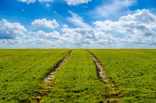 Green Grass And Blue Sky