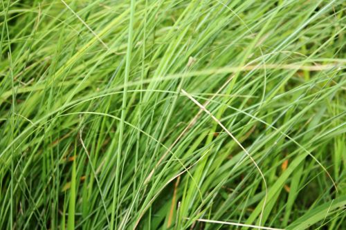 Green Grass Background 2