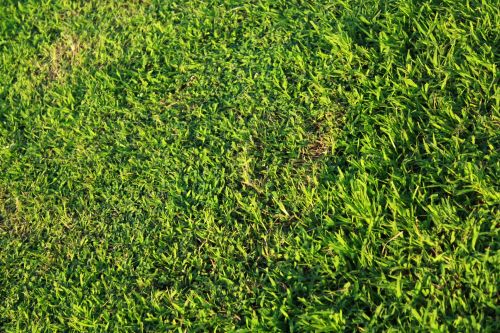 Green Grass Background 2