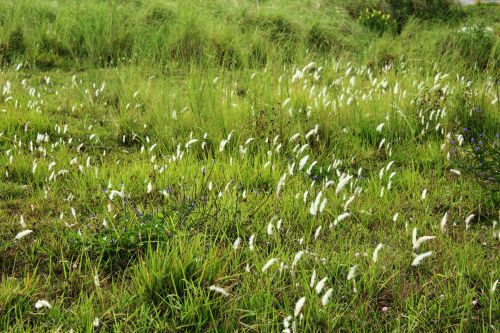 Green Grass Background