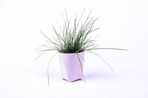 Green Grass In White Pot