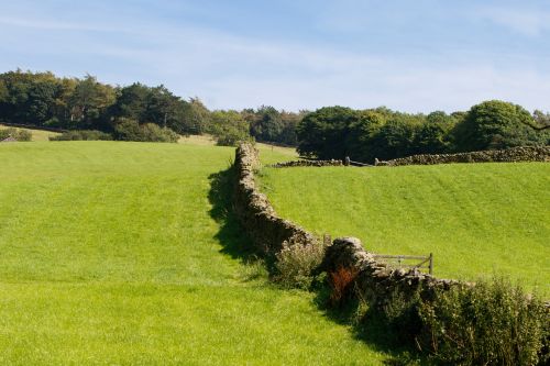 Green Grass Summer Landscape