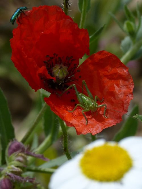 green grasshopper green beetle poppy