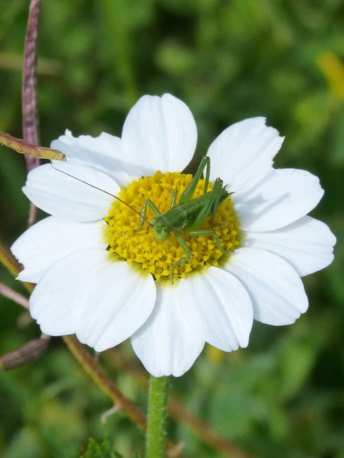 green grasshopper daisy wild flower