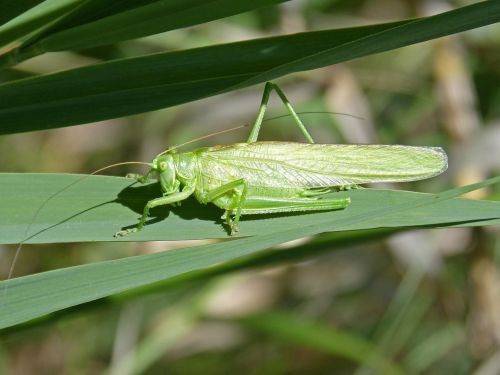 green grasshopper lobster leaf