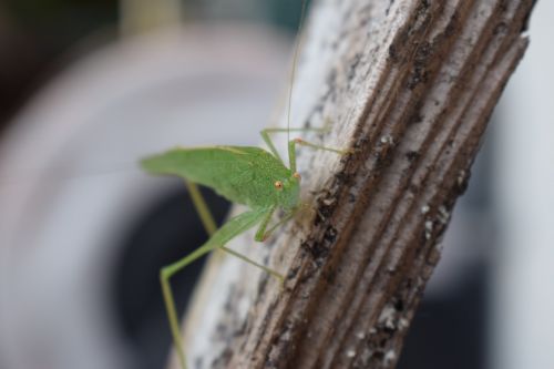 green grasshopper insect close up