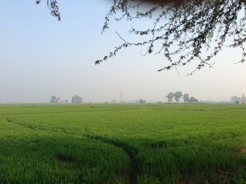 green ground grassland landscape