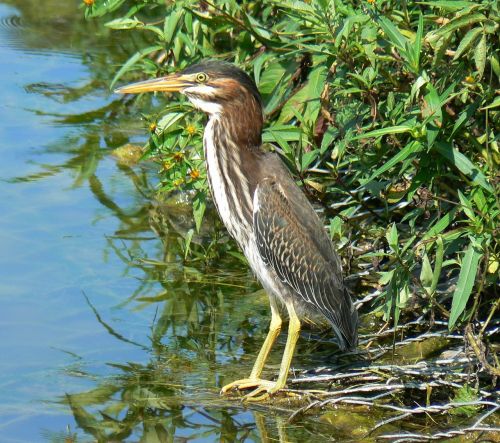 green heron bird wildlife