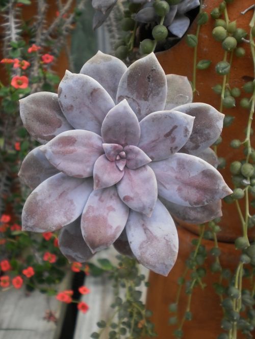 green house cactus flora