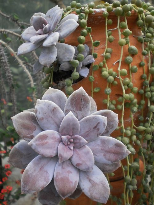 green house cactus flora