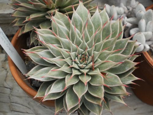 green house cactus flora