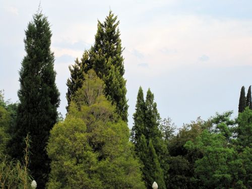 Green Hued Trees