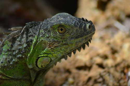green iguana iguana green