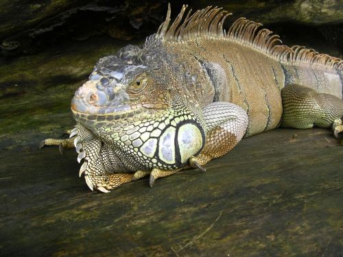 green iguana lizard iguana