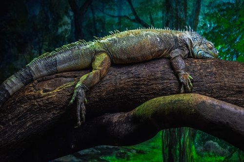 green iguana  iguana iguana  reptile