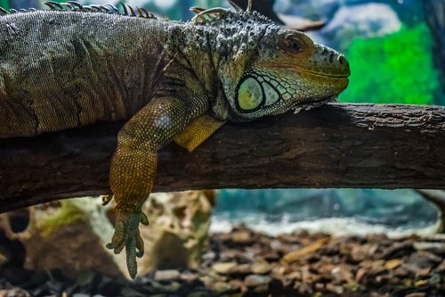 green iguana  iguana iguana  reptile