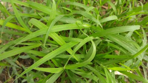 green images natural green green leaves