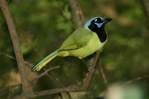 green jay bird wildlife