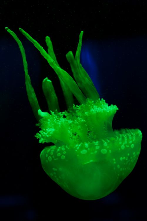 Green Jellyfish