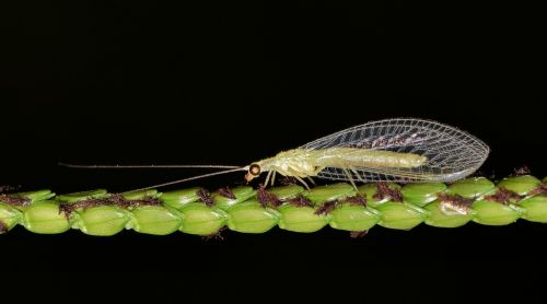 green lacewing lacewing common lacewing