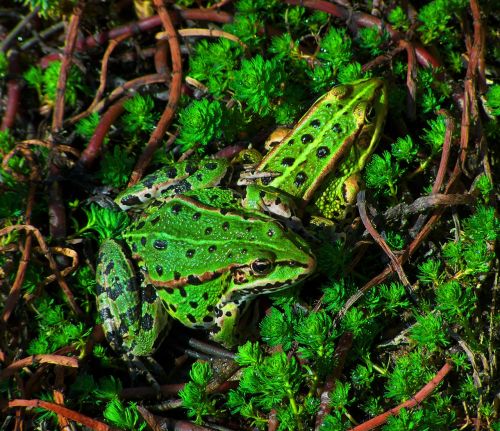 green lake frogs amphibians lake