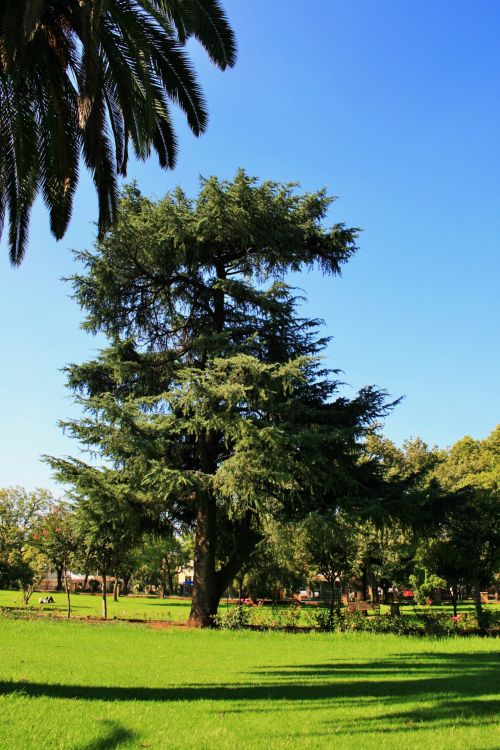 Green Lawn, Park In Pretoria