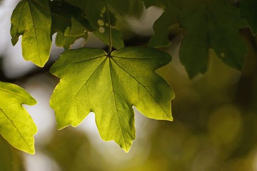 green leaf sun light
