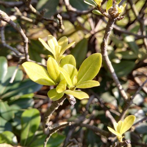 green leaf sunshine spring