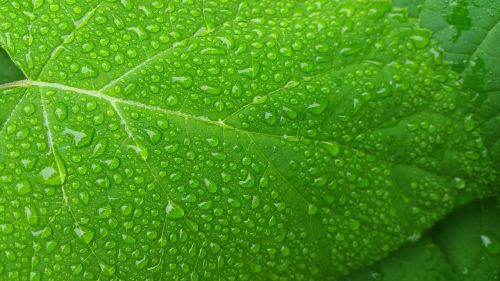green leaf wet leaf freshness