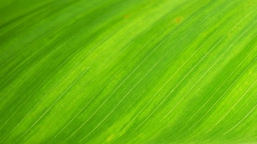 green leaf natural wallpaper