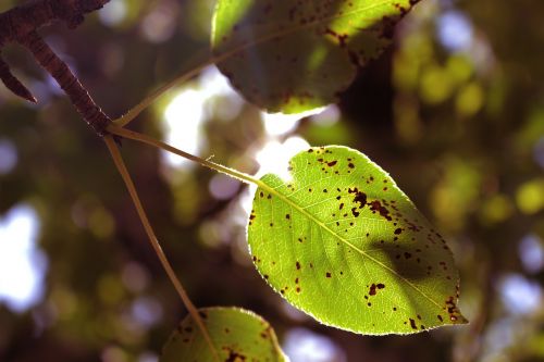 green leaf leaf pear leaf