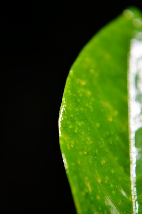 green leaf leaf close-up