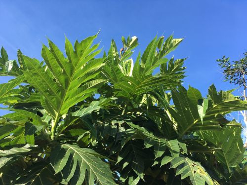 green leaf blue sky botanic