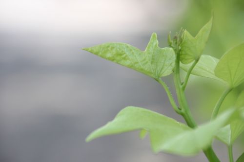 green leaf grass flower