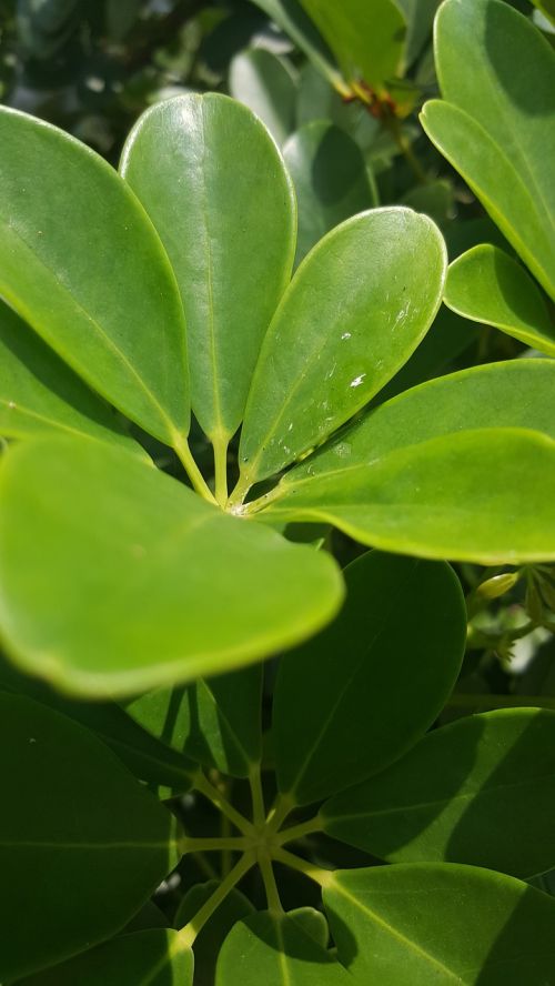 green leaf leaf plant