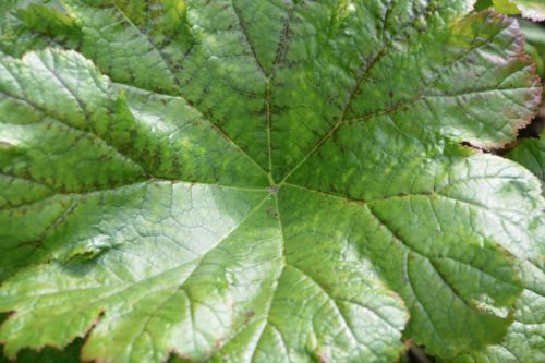 green leaf plant sheet giant
