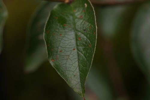 green leaf macro nature