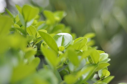 green leaf green plants spring