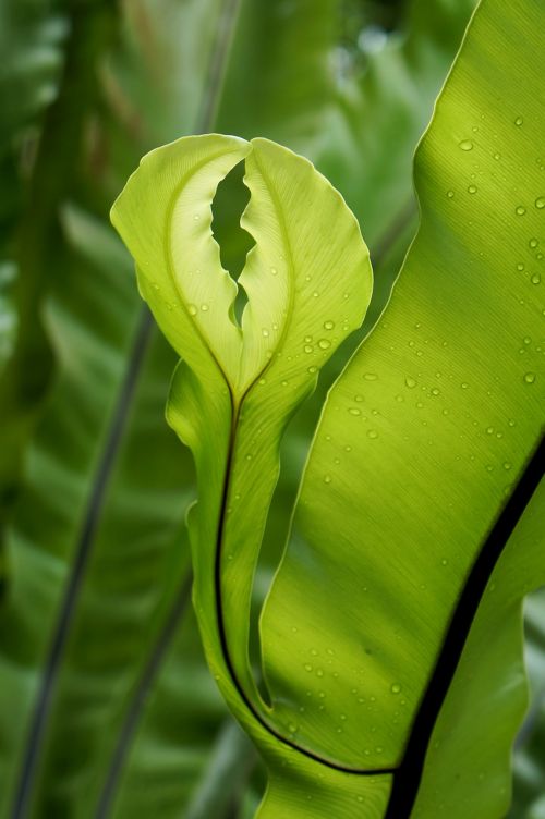 green leaf fern natural