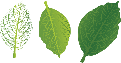 green leaf leaf veins trang tri