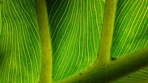 green leaf leaves mesopodium