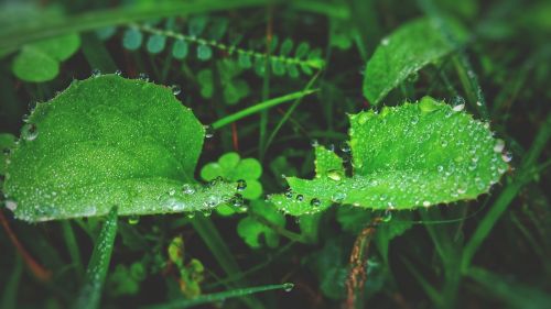 green leaf dew drops dew