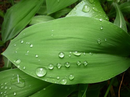 green leaf just add water rain