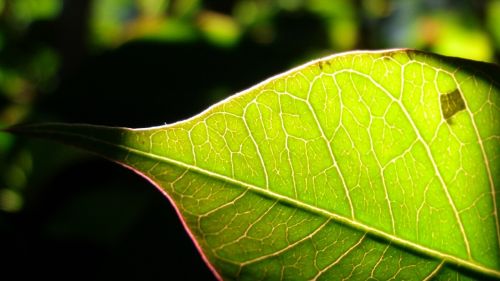 green leaf sunshine line