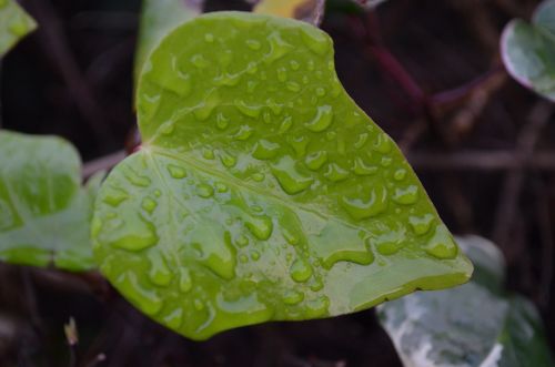 Green Leaf And Raindrops