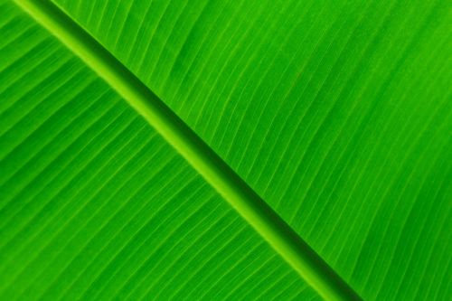 Green Leaf Background