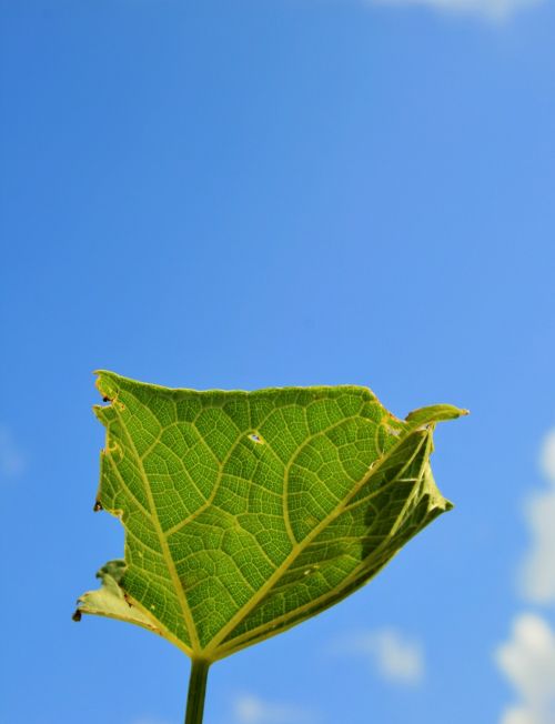 Green Leaf, Blue Sky